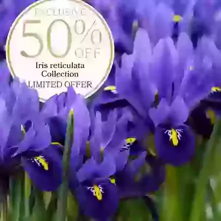 Half-Price Iris Reticulata Special Offer